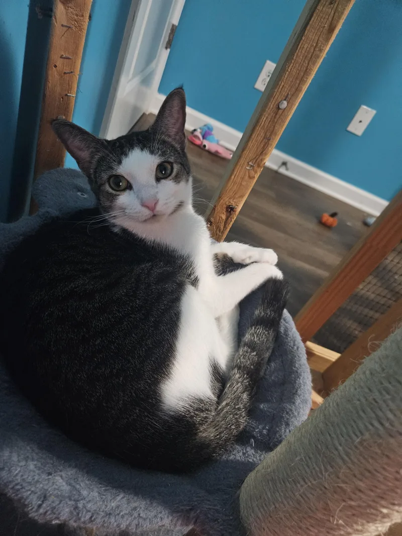 A young medium-sized male Gray & White Domestic Short Hair cat named Ron for adoption