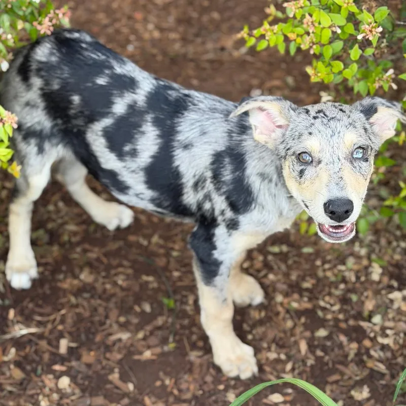 A baby medium-sized male Gray / Blue / Silver Mixed Breed dog named Butch Cassidy for adoption in Brownsboro, AL