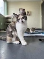 Piyomon thumbnail 2