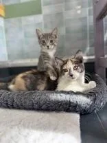 Piyomon thumbnail 4