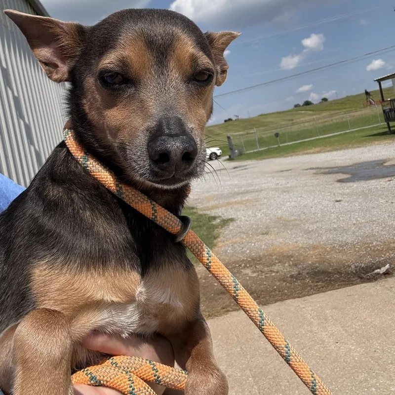 An adult small-sized male Black Manchester Terrier dog named Abraham for adoption in Tulsa, OK