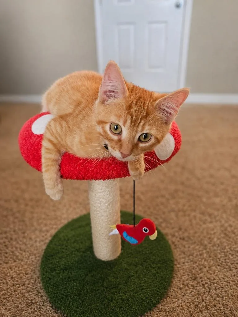 A baby medium-sized male Domestic Short Hair cat named Linus for adoption in Salt Lake City, UT