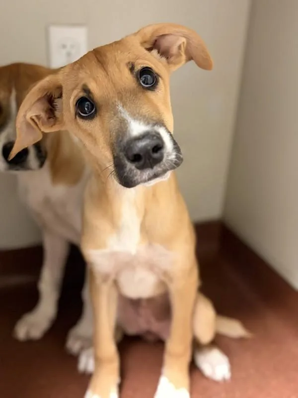 A baby large-sized female Rhodesian Ridgeback dog named Air for adoption in Oakland, CA