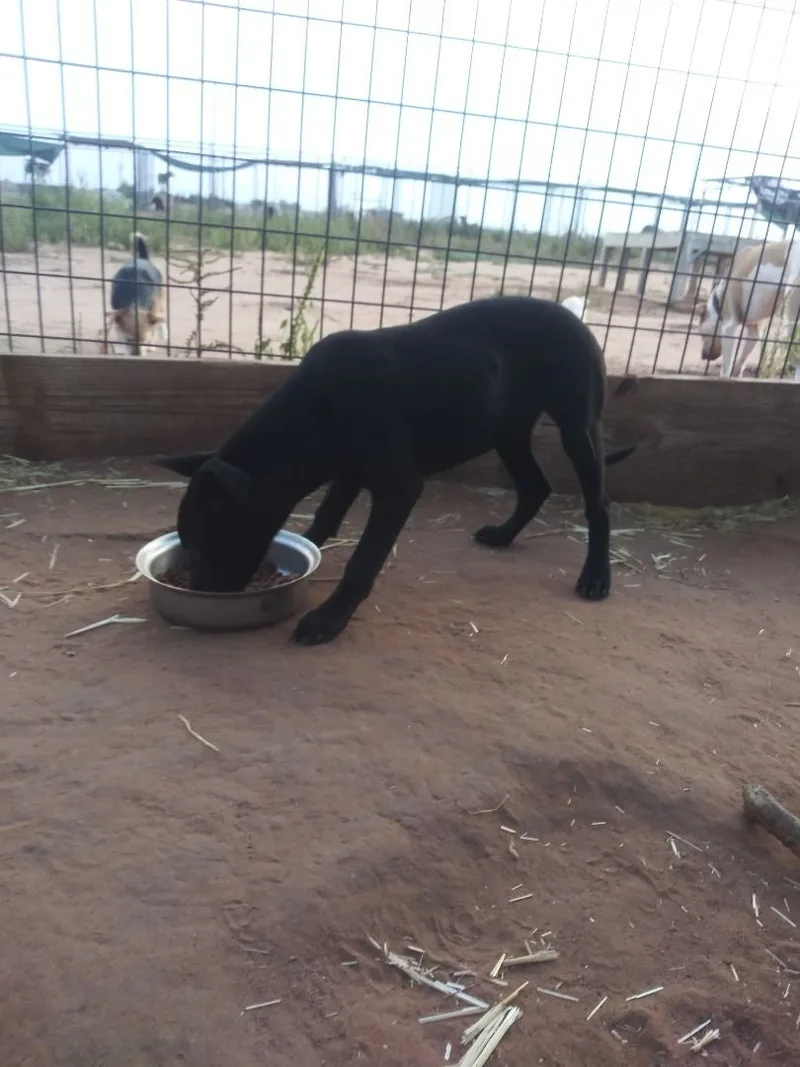 Little Black thumbnail 2