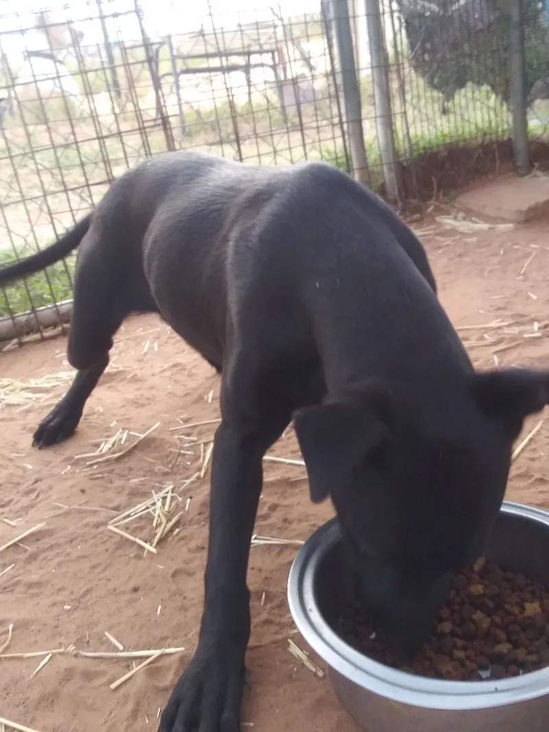 Little Black thumbnail 3