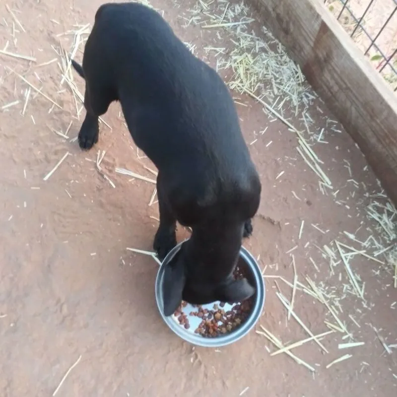 Little Black thumbnail 4