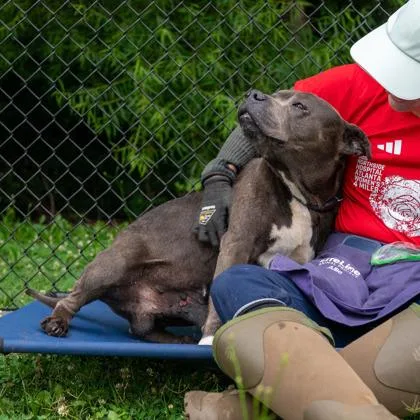 An adult large-sized male Mixed Breed dog named Ape for adoption in Chamblee, GA