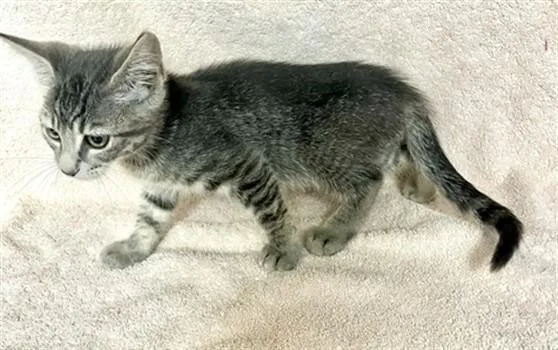 A baby small-sized male Domestic Short Hair cat named Simea for adoption in Norco, CA