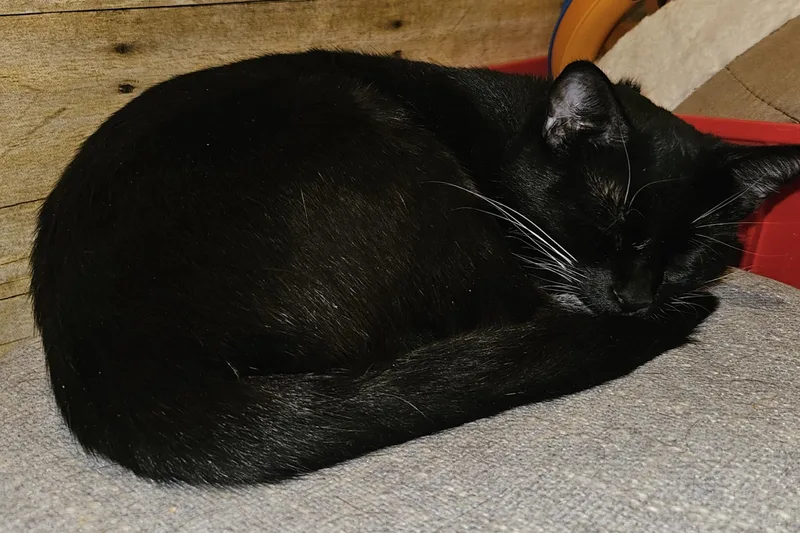 A young medium-sized female Black & White / Tuxedo Tuxedo cat named Betty for adoption in Orange, CA