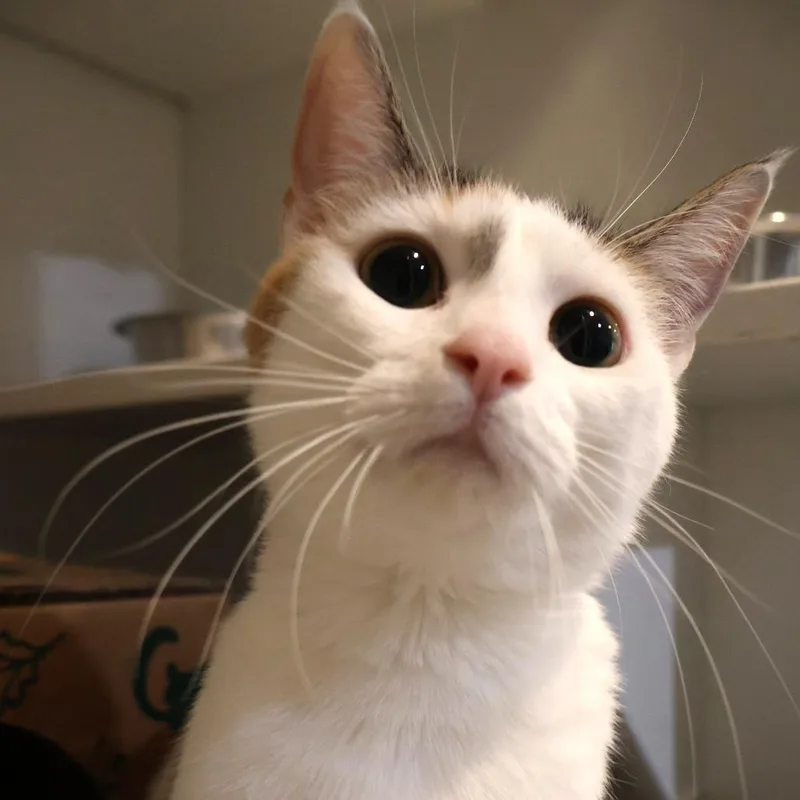 An adult medium-sized female Calico Domestic Short Hair cat named Velvet for adoption in Saint Charles, MO