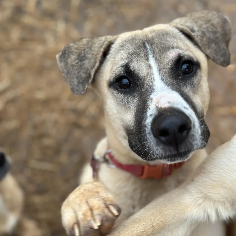 Captain Sniff thumbnail 3