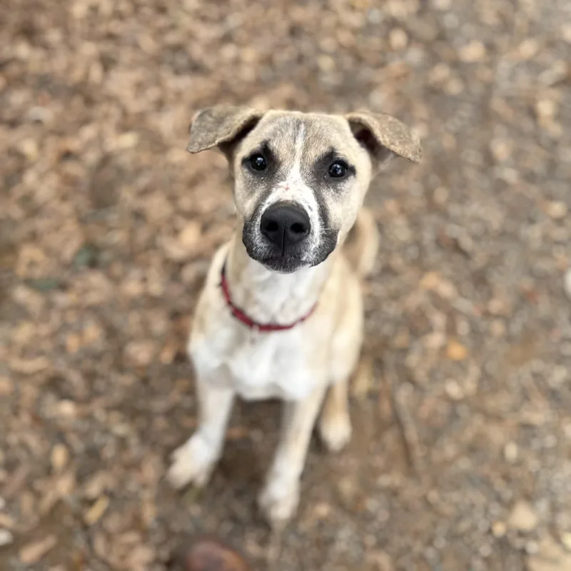 Captain Sniff thumbnail 6