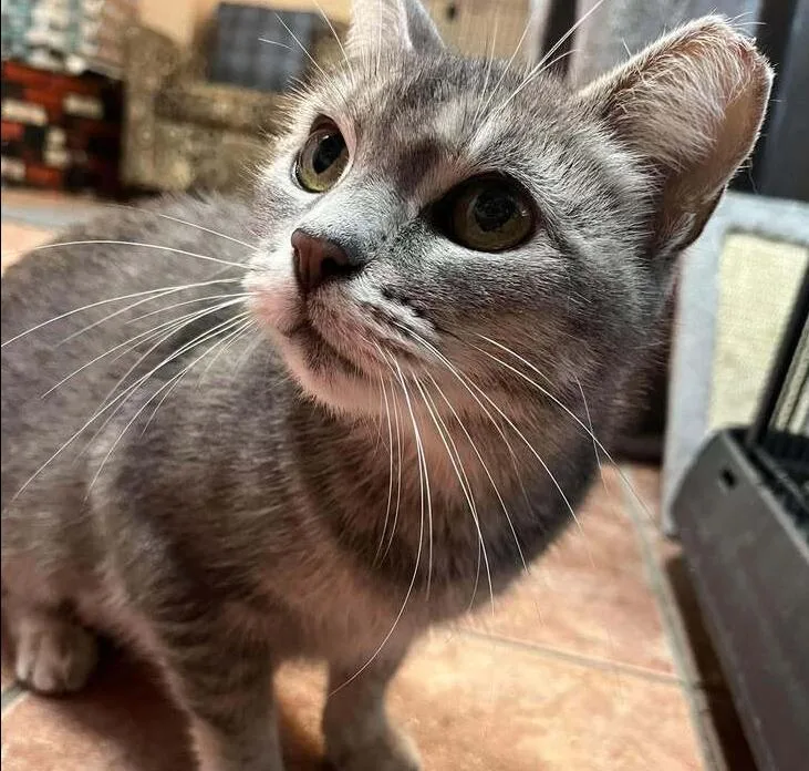 An adult small-sized female Domestic Short Hair cat named Dutchess for adoption in Chicago, IL