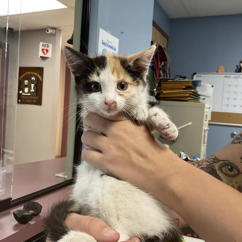 A baby small-sized female Calico Domestic Short Hair cat named Jackie Hammer for adoption in St Joseph, MO