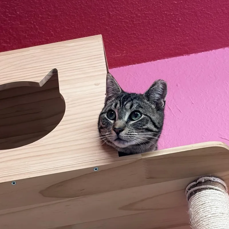 A young small-sized female Domestic Short Hair cat named Pepper for adoption in Morgan Hill, CA