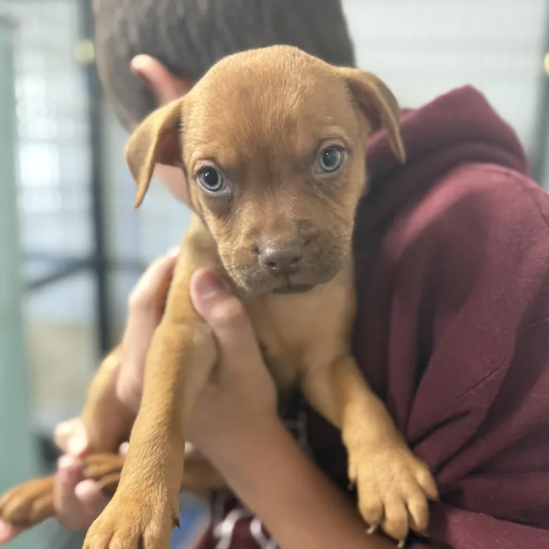 A baby medium-sized male Red / Chestnut / Orange Hound dog named Huntsman Spider for adoption in Columbia, SC