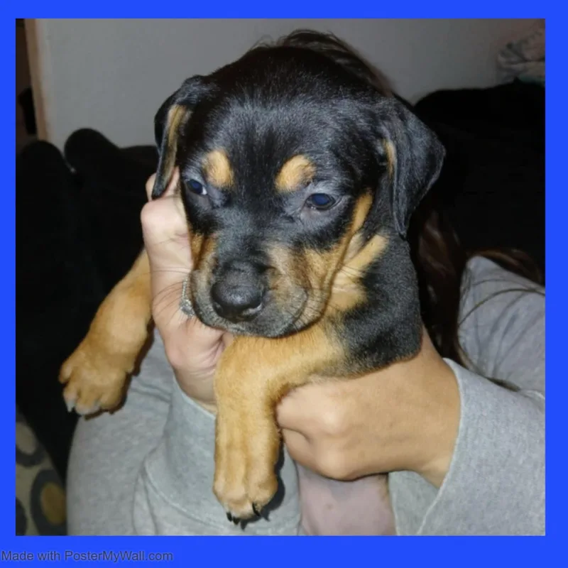 Rosie Girl thumbnail 4