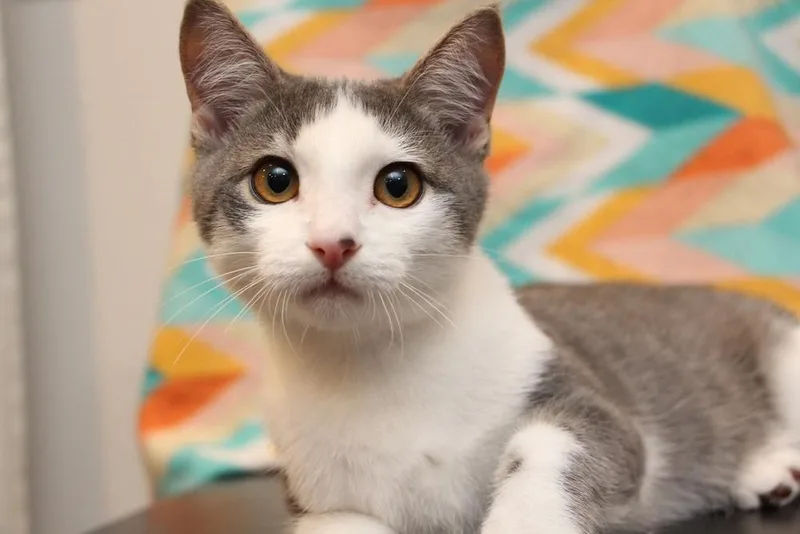 A baby small-sized male Gray & White Domestic Short Hair cat named Waverly for adoption in Vancouver, WA