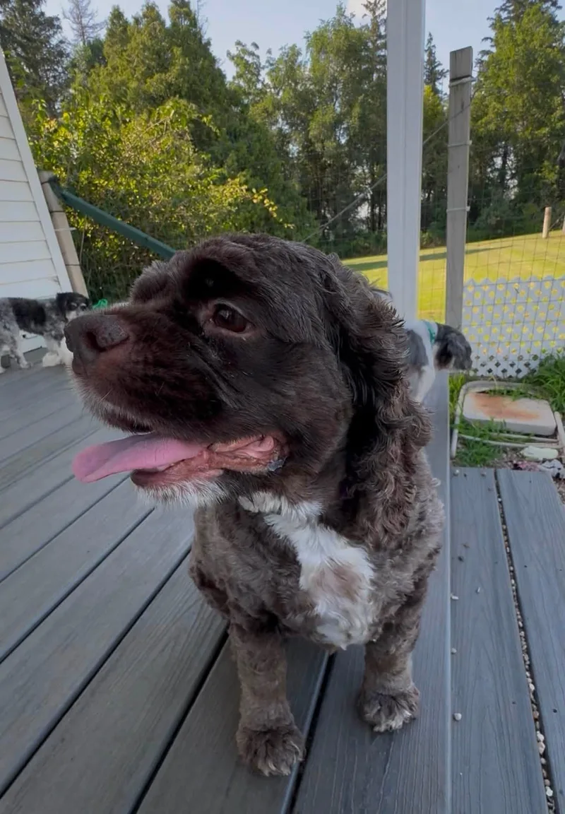 An adult medium-sized female Brown / Chocolate Cocker Spaniel dog named Pretzel for adoption in Decorah, IA