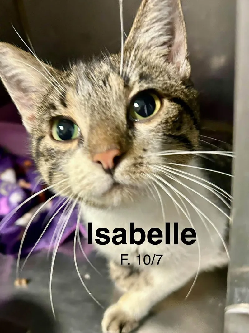 A young medium-sized female Domestic Short Hair cat named Isabella for adoption in Loogootee, IN