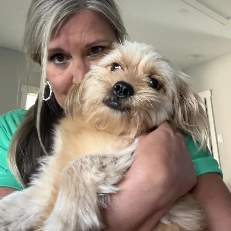 An adult small-sized female Yellow / Tan / Blond / Fawn Terrier dog named Blinky for adoption in Houston, TX