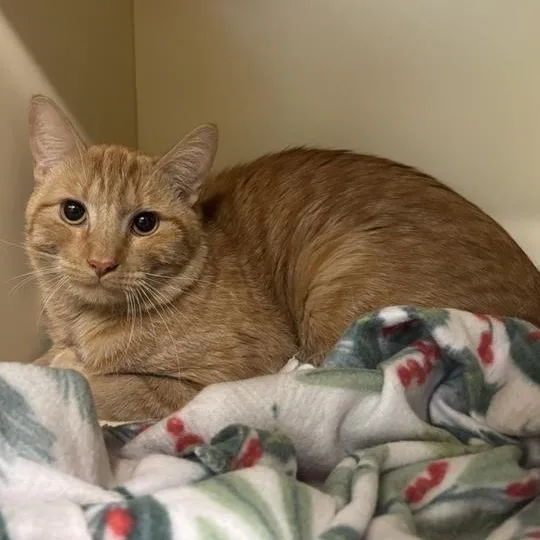 An adult medium-sized male Tabby (Orange / Red) Domestic Short Hair cat named Creamsicle for adoption in Prince Frederick, MD