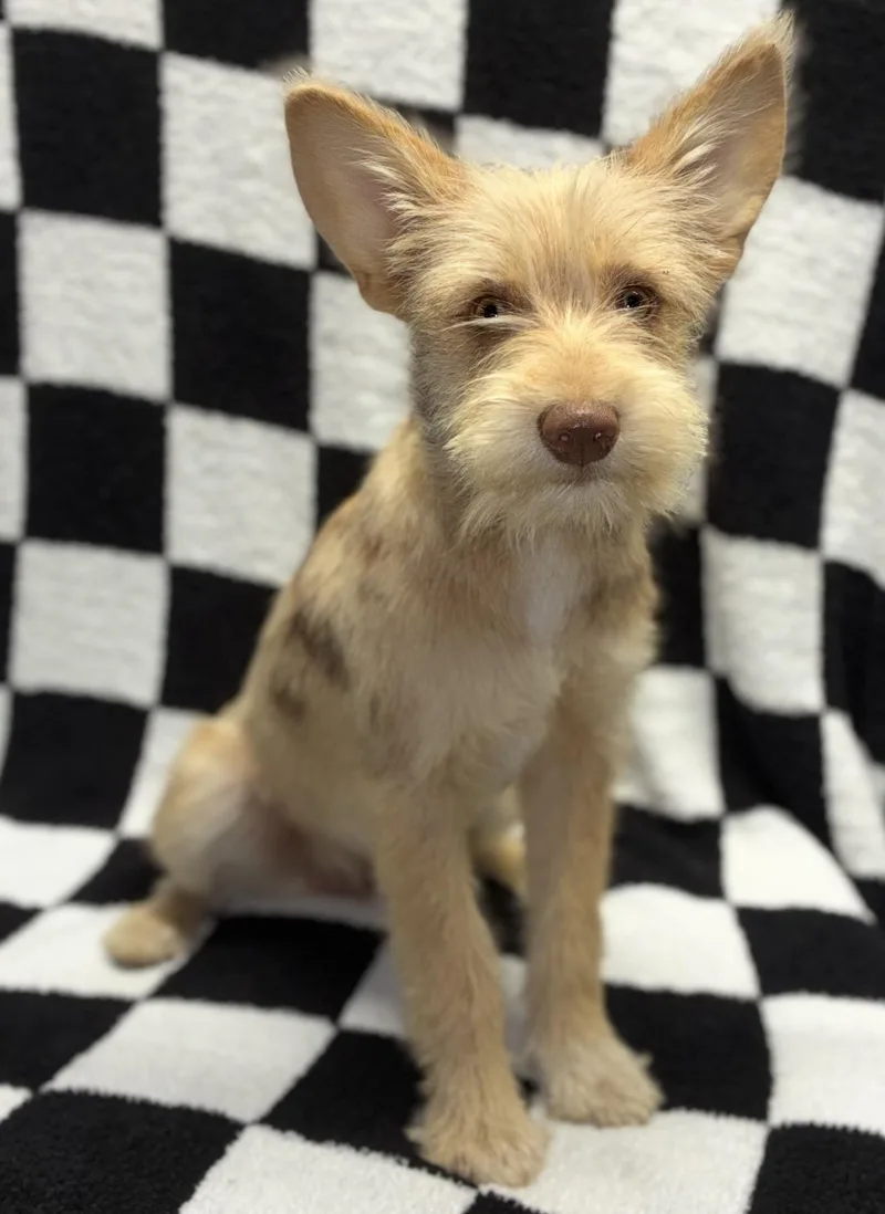 A baby small-sized female Yellow / Tan / Blond / Fawn Cairn Terrier dog named Bubbles for adoption in Pelham, NH