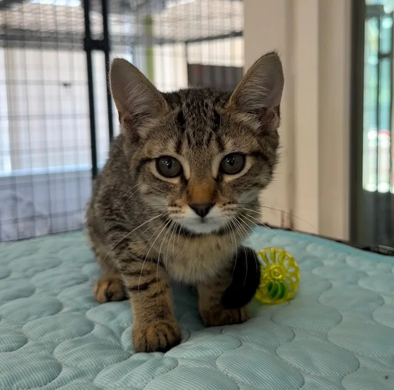 A baby small-sized female Domestic Short Hair cat named Papaya for adoption in Lemoore, CA