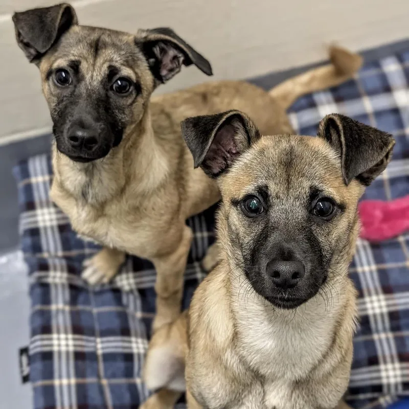 Gwen Ecas thumbnail 4