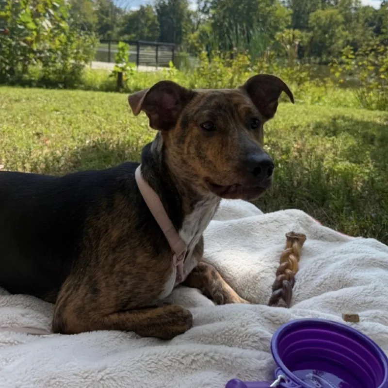 An adult medium-sized female Brindle Mixed Breed dog named Margo for adoption in La Grange, KY