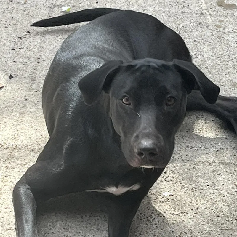 An adult medium-sized female Black Labrador Retriever dog named Salem for adoption in West Palm Beach, FL