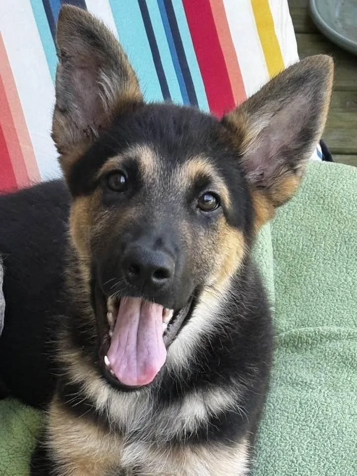 A baby large-sized male German Shepherd Dog dog named Zeus for adoption in Palm Harbor, FL