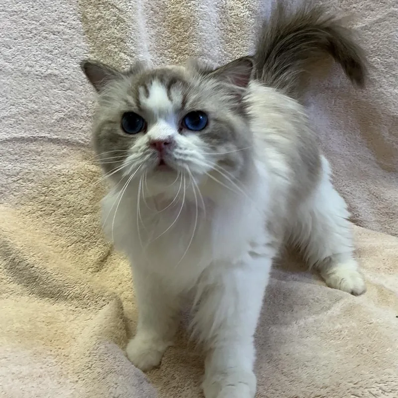 A young medium-sized female Brown / Chocolate Ragdoll cat named Prudence for adoption in San Gabriel, CA