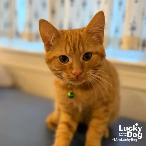 A baby medium-sized male Orange / Red Domestic Short Hair cat named Little Grasshopper for adoption in Washington, DC