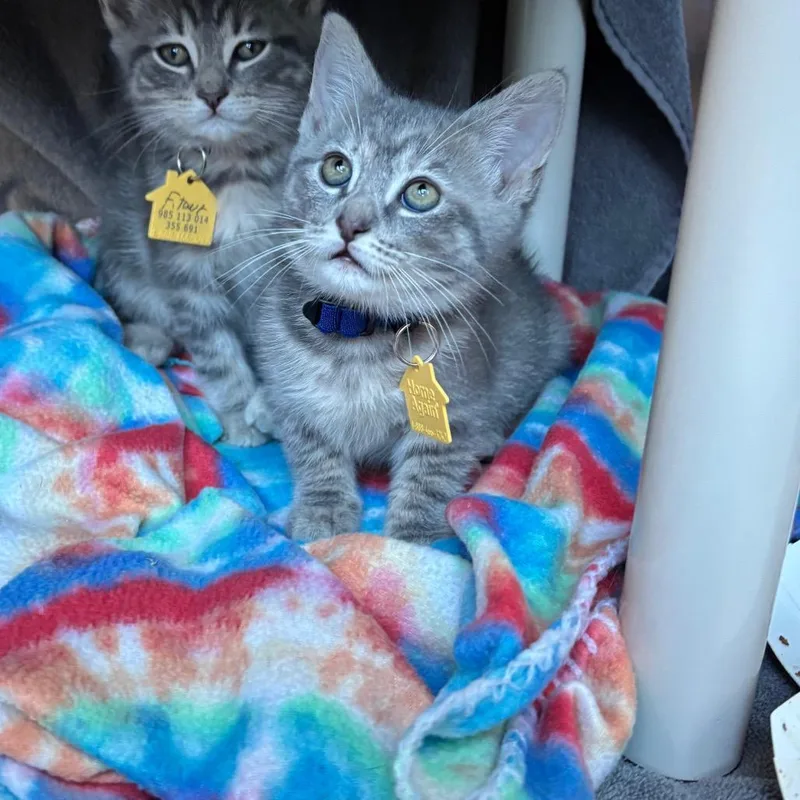A baby small-sized female Gray / Blue / Silver Domestic Short Hair cat named Bacon for adoption in Springfield, MA