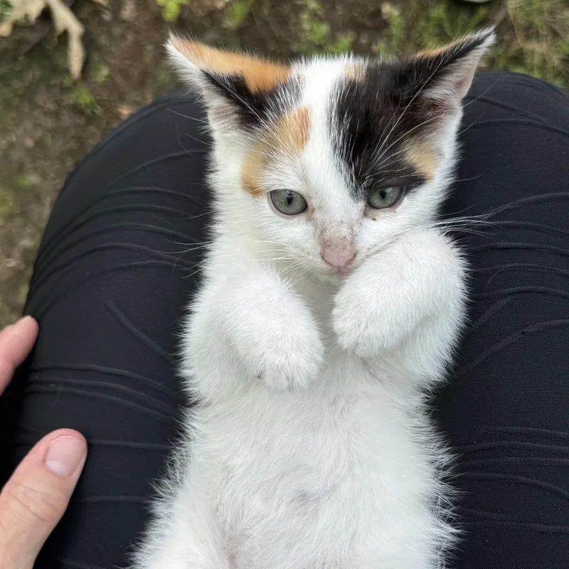 A baby small-sized female Calico Domestic Short Hair cat named Bubbles for adoption in Baytown, TX