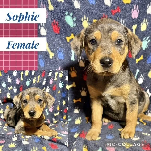 A baby medium-sized female Catahoula Leopard Dog dog named Sophie for adoption in Manchester, CT