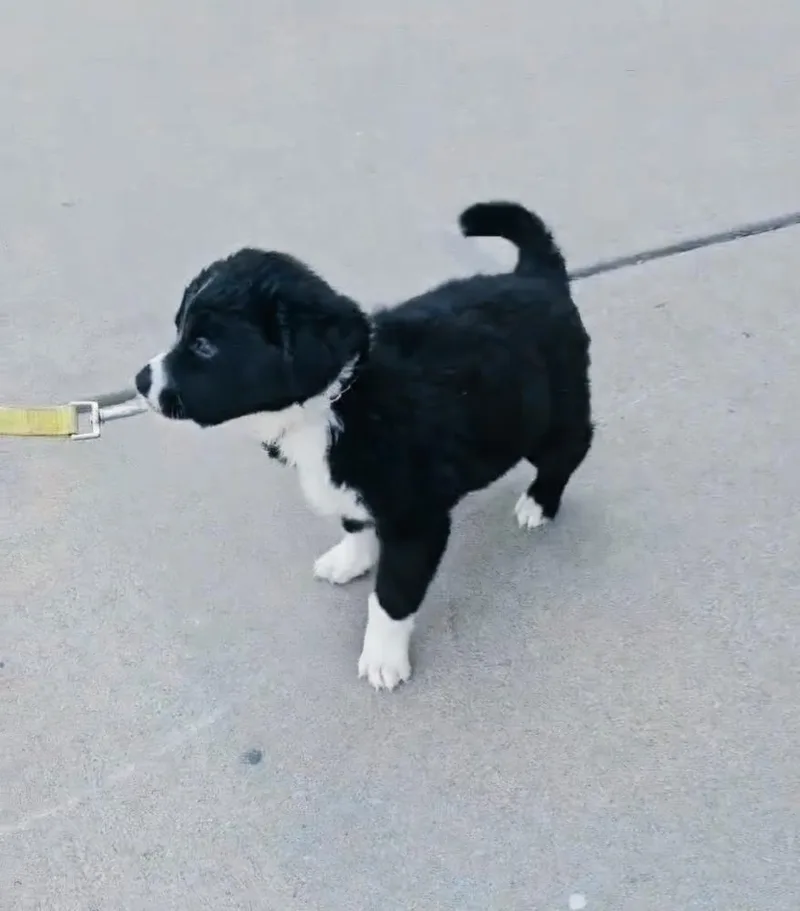 Oreo