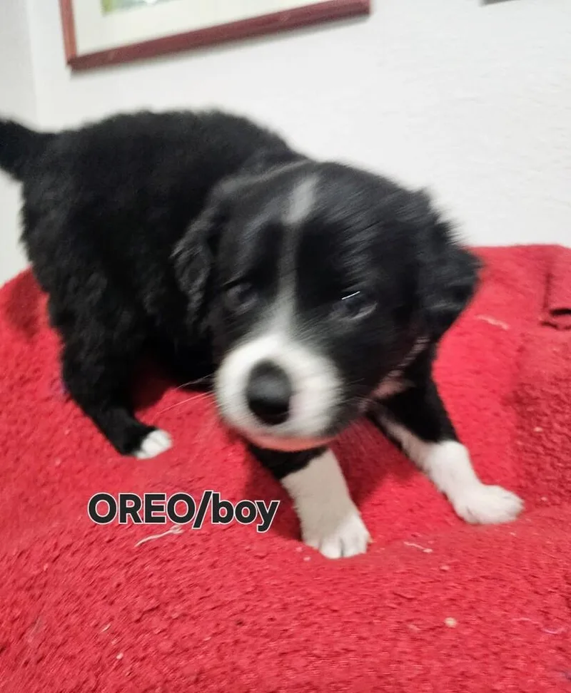 Oreo thumbnail 2