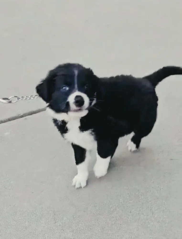 Oreo thumbnail 3
