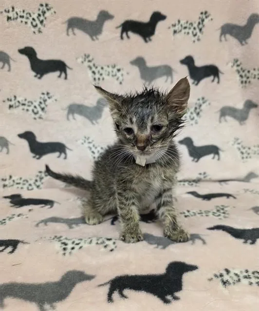 A baby small-sized male Domestic Short Hair cat named Mordecai for adoption in Castaic, CA