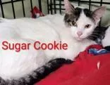 An adult medium-sized female White Domestic Short Hair cat named Sugar Cookie for adoption in Moline, IL