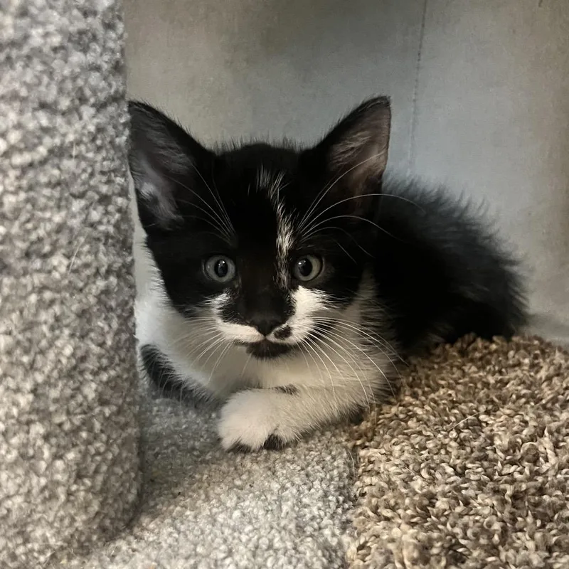 A baby small-sized male Black Domestic Short Hair cat named Derek for adoption in Melrose, FL