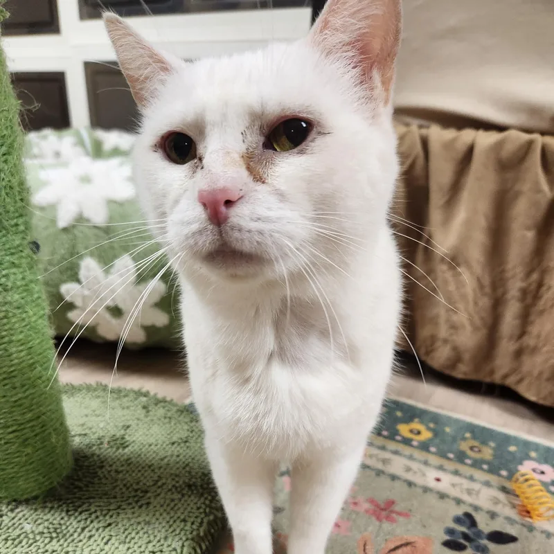 A senior large-sized female Buff & White Domestic Short Hair cat named Snow White for adoption in Scranton, PA