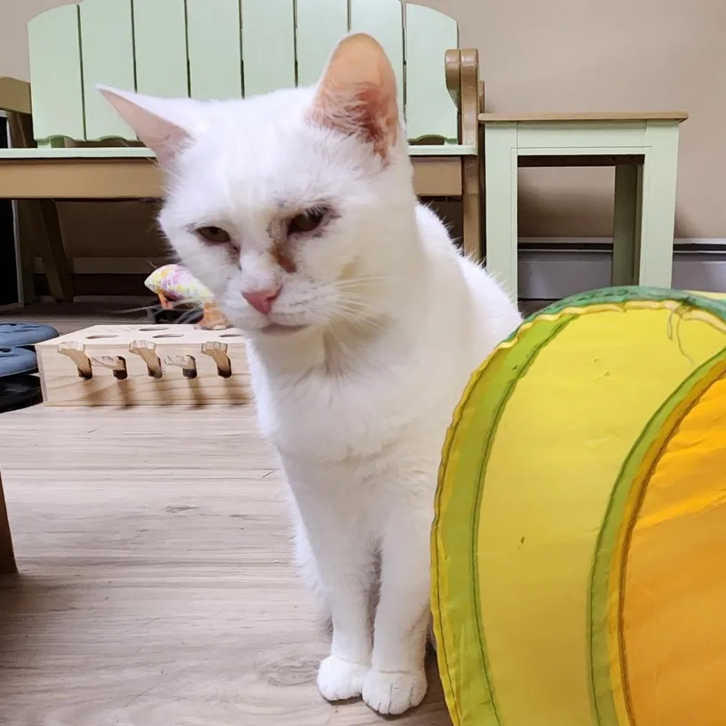 Snow White thumbnail 6