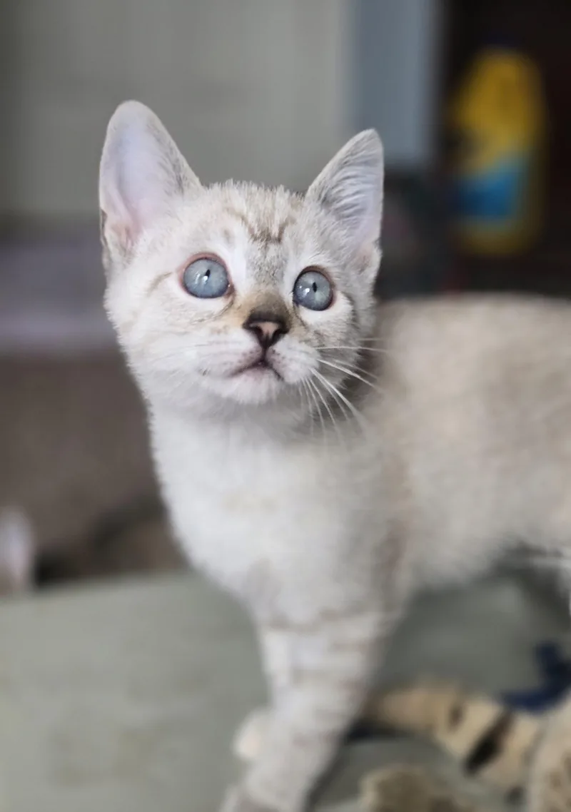 A baby small-sized female Cream Point Domestic Short Hair cat named Grasshopper for adoption in Fishers, IN