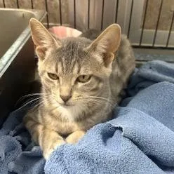 A young small-sized male Gray / Blue / Silver Domestic Short Hair cat named Dale for adoption in Grinnell, IA