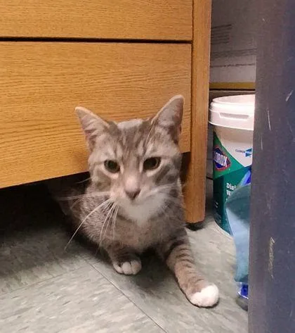 A baby medium-sized male Domestic Short Hair cat named Stitch for adoption in Shawano, WI