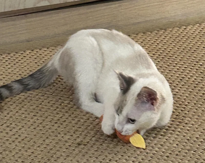 A baby small-sized female Domestic Short Hair cat named Miracle for adoption in Havertown, PA