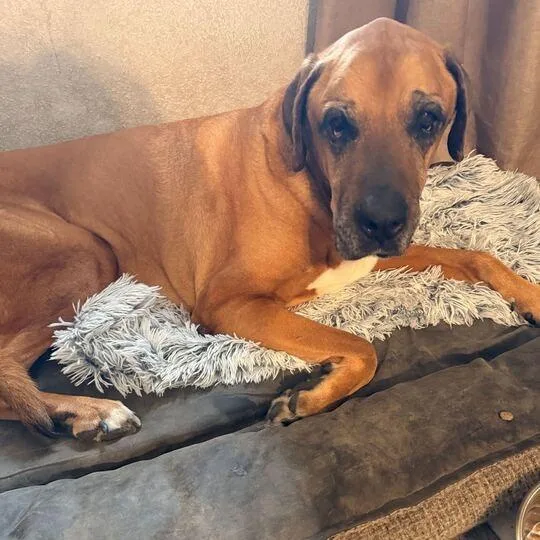 Grizzley thumbnail 4